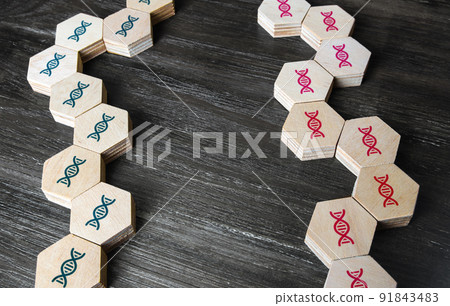 Genetic lines of father and mother. Family and offspring planning. Diagnosis for damage and predisposition to hereditary diseases. Selection and breeding of animals. Gene therapy modification 91843483