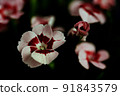 The cloves (Dianthus) form a genus of plants in the carnation family (Caryophyllaceae). macro photography. 91843579