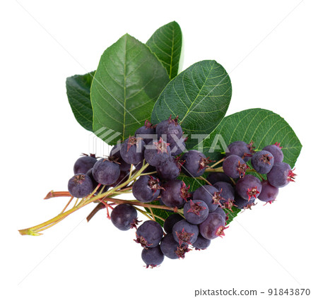 Saskatoon berries isolated on white background. Amelanchier, shadbush, juneberry, irga or sugarplum ripe berries. Saskatoon berries isolated on white background. Amelanchier, shadbush, juneberry, irga or sugarplum ripe berries. 91843870