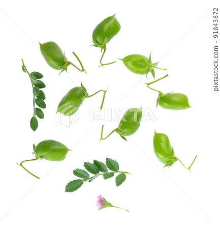 Green chickpeas in the pod with green leaves and flower, isolated on white background. Cicer arietinum. Clipping path. Top view. 91843872