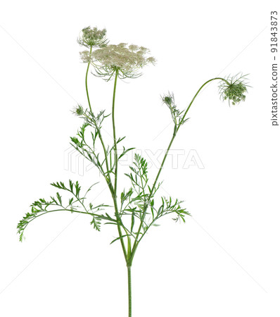 Wild carrot or Daucus carota, flowers isolated on white background. Medicinal herbal plant. Wild carrot or Daucus carota, flowers isolated on white background. Medicinal herbal plant. 91843873
