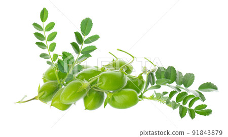 Green chickpeas in the pod with green leaves, isolated on white background. Cicer arietinum. Clipping path. Green chickpeas in the pod with green leaves, isolated on white background. Cicer arietinum. Clipping path. 91843879