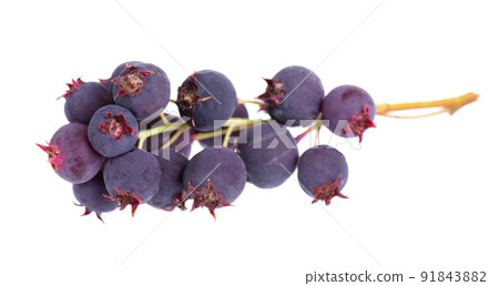 Saskatoon berries isolated on white background. Amelanchier, shadbush, juneberry, irga or sugarplum ripe berries. 91843882