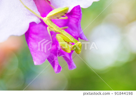 小花和小螳螂 小花和小螳螂 91844198