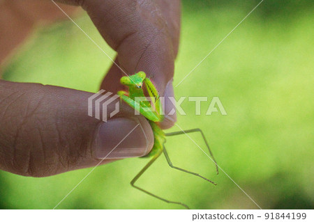 A small mantis A small mantis 91844199