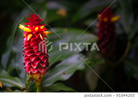 Costas Barbatas (Spiral Ginger) Costas Barbatas (Spiral Ginger) 91844203