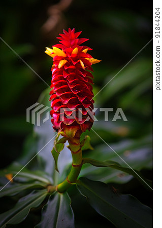 Costas Barbatas (Spiral Ginger) 91844204