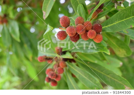 Red fruit of bayberry 91844300