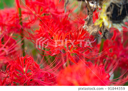 Manshu Saka [Nagano Prefecture] 91844359