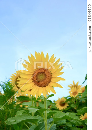 sunflower sunflower 91844490