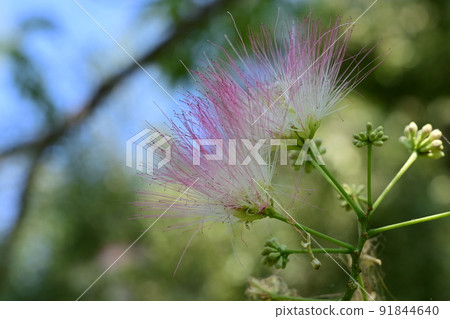 Nemnoki flower Nemnoki flower 91844640