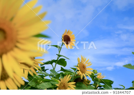 sunflower sunflower 91844707