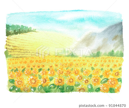 Sunflower field. Watercolor vintage illustration. Isolated on a white background. For design. 91844870