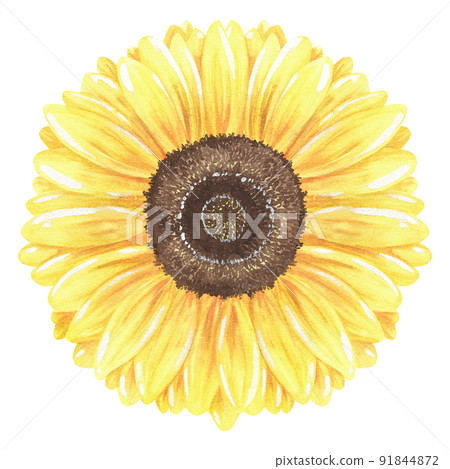 Sunflower. Watercolor vintage illustration. Isolated on a white background. For design. Sunflower. Watercolor vintage illustration. Isolated on a white background. For design. 91844872