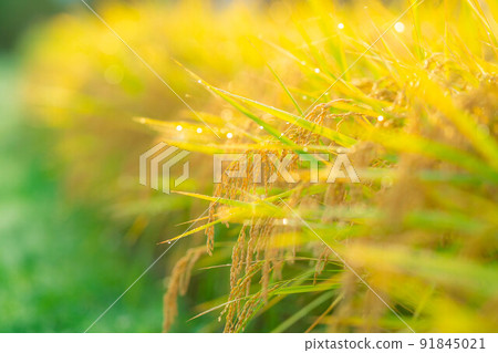 [Autumn material] Rice covered with morning dew [Nagano Prefecture] 91845021