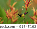 Wild bird of Singapore, Olive-backed Sunbird 91845192