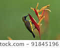 Wild bird of Singapore, Olive-backed Sunbird 91845196