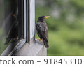 Javan myna, a wild bird in Singapore 91845310