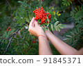 Woman with rowan in the hands with copy space. Autumn concept. 91845371