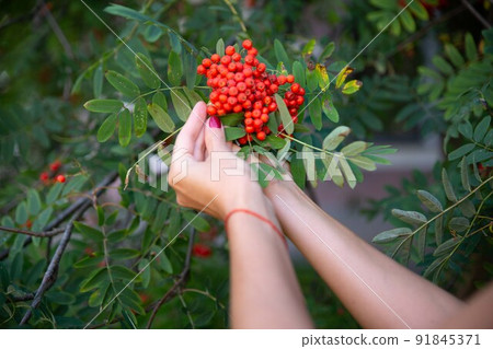Woman with rowan in the hands with copy space. Autumn concept. Woman with rowan in the hands with copy space. Autumn concept. 91845371