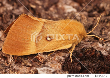 Detailed closeup of the brown ad hairy Oak eggar moth, Lasiocampa quercus sitting on wood 91845637