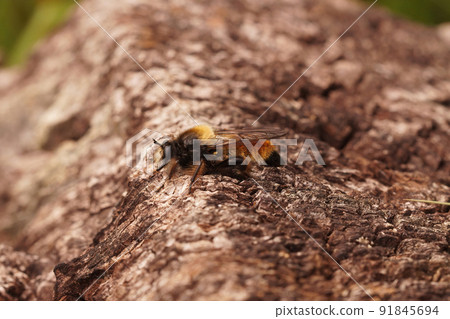 Closeup of the hairy bumblebee robberfly, Laphria flavasitting on wood in the field Closeup of the hairy bumblebee robberfly, Laphria flavasitting on wood in the field 91845694