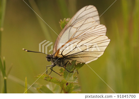 Closeup on the fragile looking the black-veined white Aporia crataegi in a meadow against a green background 91845700