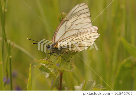Closeup on the fragile looking the black-veined white Aporia crataegi in a meadow against a green background Closeup on the fragile looking the black-veined white Aporia crataegi in a meadow against a green background 91845705