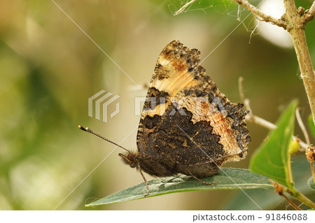 Closeup on a tortoiseshell butterfly, Aglais urticae, sitting with closed wings Closeup on a tortoiseshell butterfly, Aglais urticae, sitting with closed wings 91846088