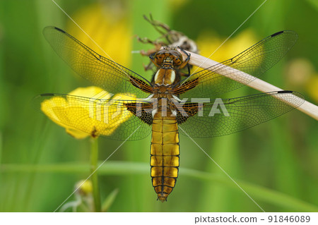 Detailed closeup on a broad -bodied chaser dragonfly, Libellula depressa, sitting with open wings 91846089