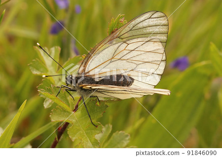 Closeup on the fragile looking the black-veined white Aporia crataegi in a meadow 91846090