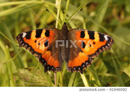 Closeup on the colorful Tortoiseshell butterfly,Aglais urticae with open wings Closeup on the colorful Tortoiseshell butterfly,Aglais urticae with open wings 91846092