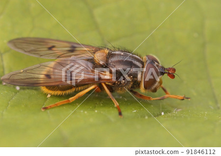 Closeup on a common copperback hoverfly , Ferdinandea cuprea, sitting on a green leaf 91846112