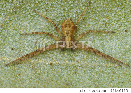 Closeup on a running crab-spider species, Philodromus, sitting on a green leaf 91846113