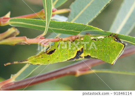 Closeup on the emerald green caterpillar of the poplar kitten, Furcula bifida eating Salix purpurea leafs 91846114