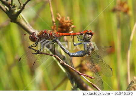 Closeup on a copulation between a male and female Vagrant Darter, Sympetrum vulgatum Closeup on a copulation between a male and female Vagrant Darter, Sympetrum vulgatum 91846120