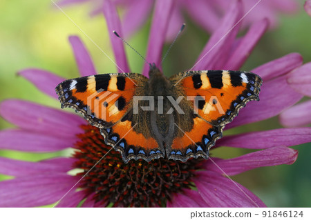 Closeup on a fresh emerged Tortoisehell butterfly, Aglais urticae, sitting with open wings on a purple flower Closeup on a fresh emerged Tortoisehell butterfly, Aglais urticae, sitting with open wings on a purple flower 91846124