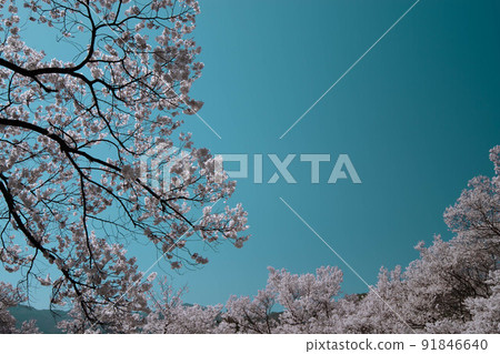 高櫻桃樹 91846640