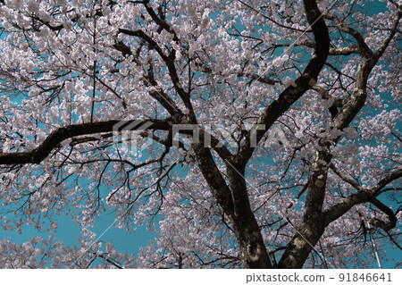 高櫻桃樹 高櫻桃樹 91846641