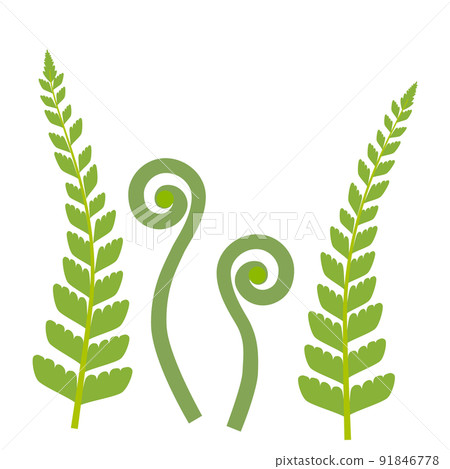 Fern leaf and fern fiddlehead icon set 91846778