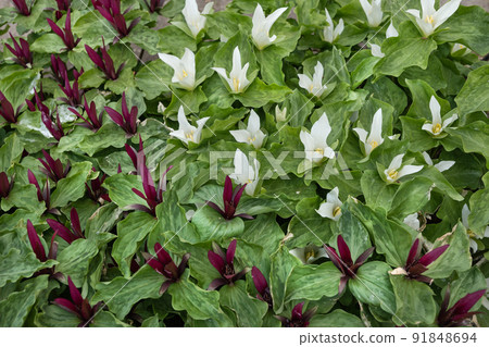 Giant Trillium With Blooming Flowers Giant Trillium With Blooming Flowers 91848694