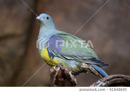 Bruce Green Pigeon Treron Waalia Bruce Green Pigeon Treron Waalia 91848695