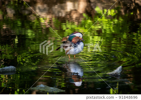 Mandarin Duck Standing In Shallow Water Mandarin Duck Standing In Shallow Water 91848696
