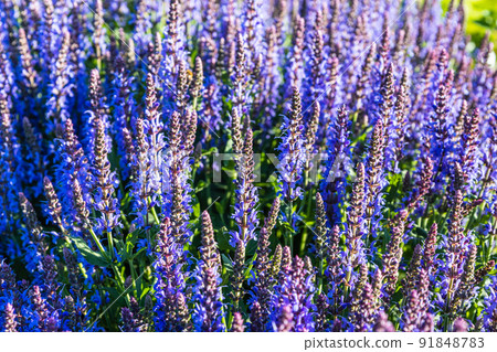 Salvia flowering plant bloom in the summer garden Salvia flowering plant bloom in the summer garden 91848783
