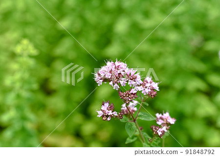 Oregano Oregano 91848792
