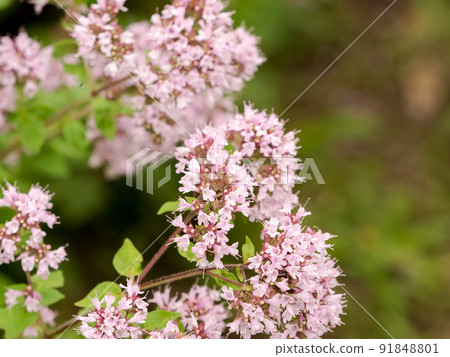 Oregano Oregano 91848801