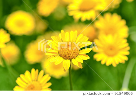 高野洋甘菊 91849066