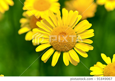 Koya chamomile Koya chamomile 91849067