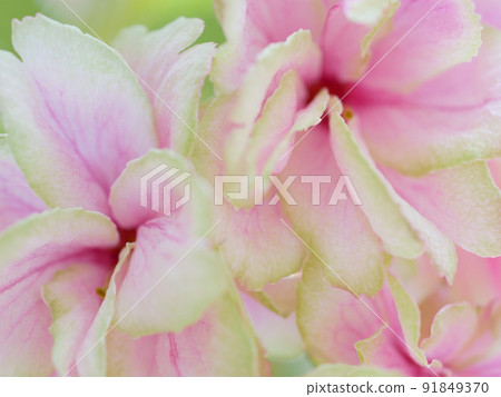 Close-up image of the reddish green cherry blossom petals 91849370