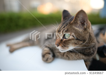 Petrified cat on the car 91849667